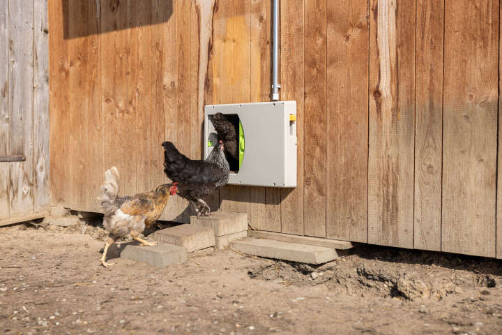 KERBL SmartCoop Hühnertür